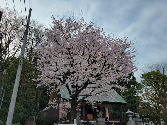 春の巡回の楽しみ🌸
